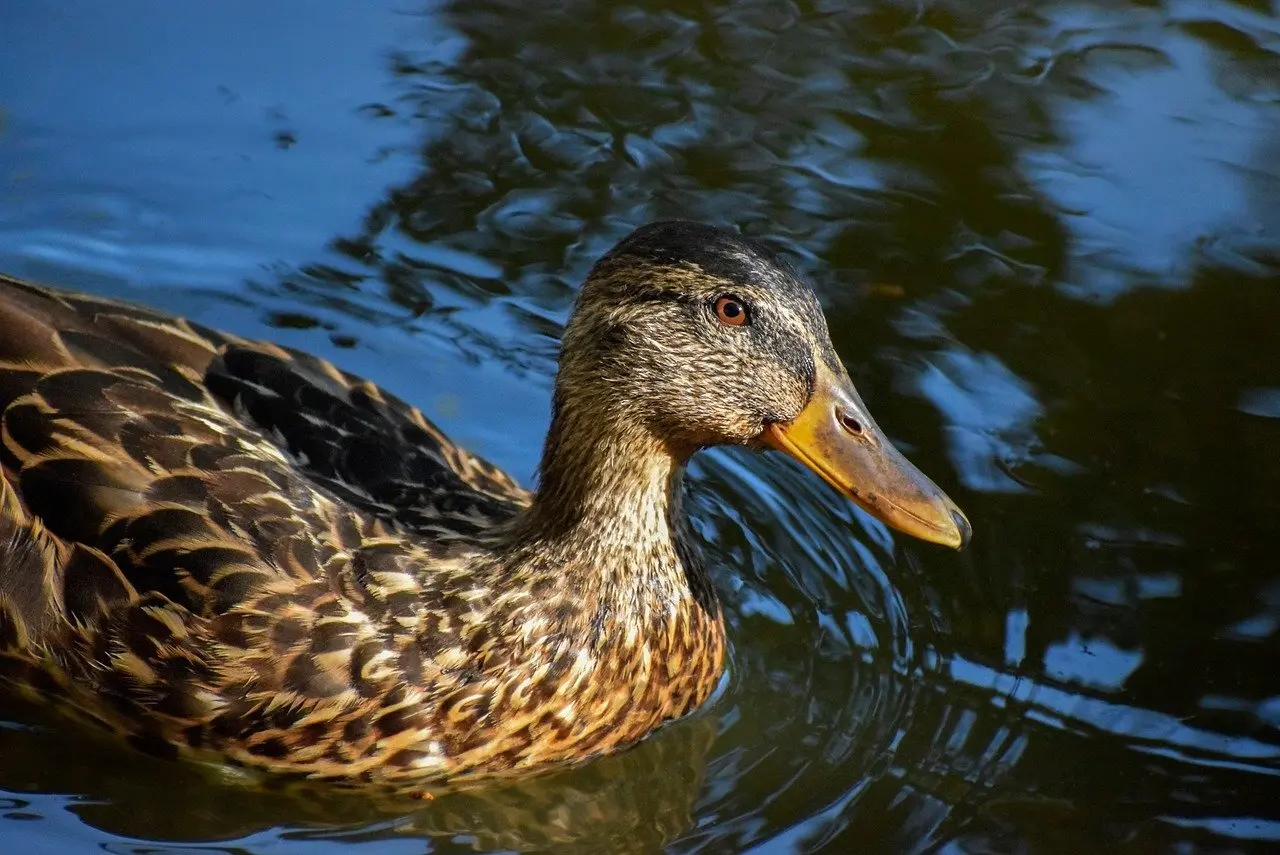 Spillested Krydsord Synonymer