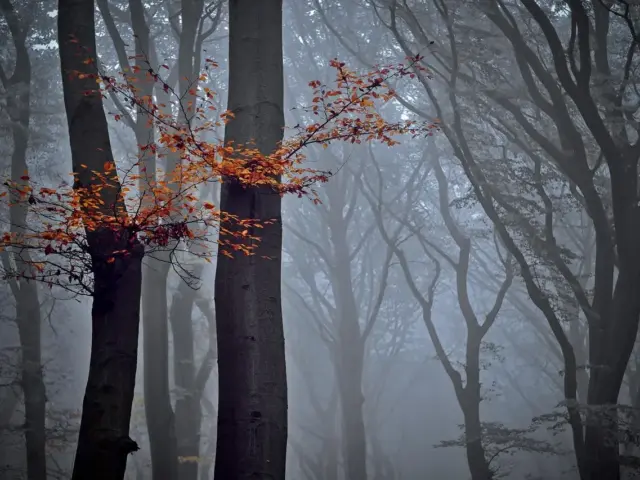 8 nøgletal for CO2-optag i Danmarks skove