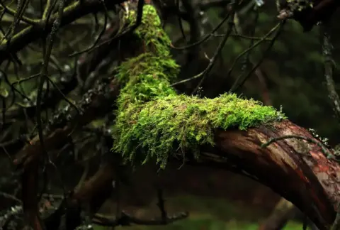 Danske tørvemoser: balancen mellem metan og CO2