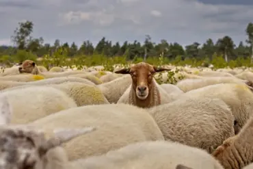 Hvordan vil El Niño påvirke vejret i Danmark i 2025?