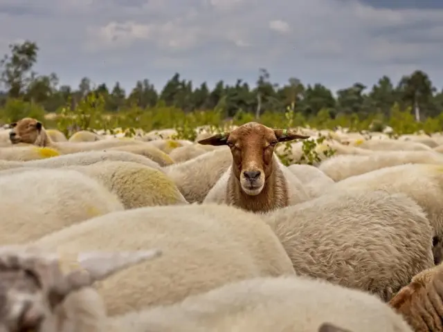 Hvordan tætner man gamle vinduer med naturmaterialer?