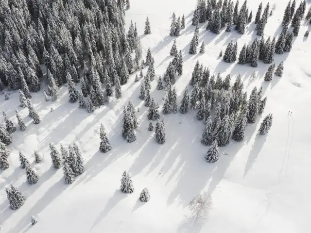 Klimaskovrejsning: albedo og nettooptag i Danmark