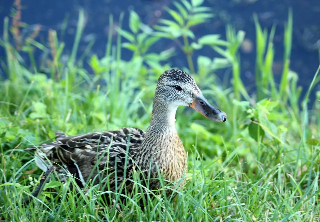 Løsning til Nedrige i krydsord