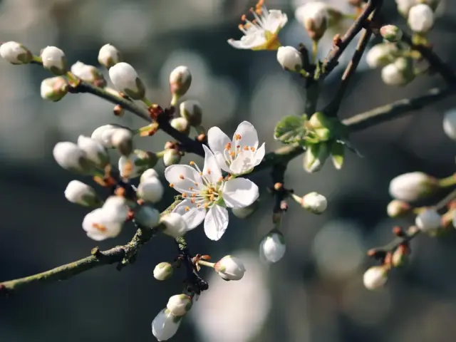 Må jeg opsætte et kvashegn i min have i Danmark?