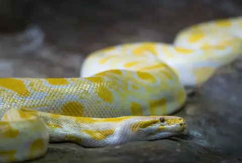 Rens afløb uden kemikalier med mekaniske metoder