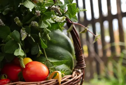 Sådan bygger du en kapillærkasse til tomater af genbrugsmaterialer
