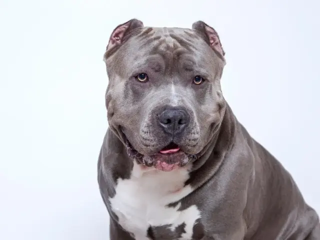 Sådan farver du tøj med planter - uden syntetiske kemikalier