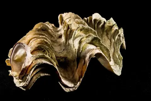 Sådan fjerner du kalkranden i toilettet med citronsyre