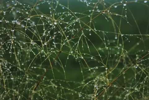 Sådan genopliver du visne krydderurter i et vandbad