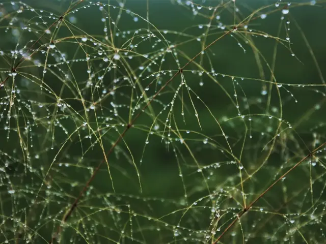 Sådan genopliver du visne krydderurter i et vandbad