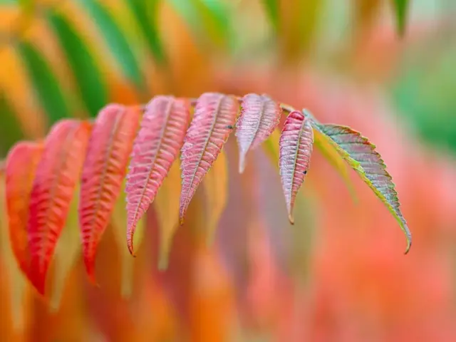 Sådan renser du brusehovedet med en pose og eddike